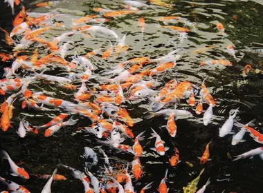 Teichfische